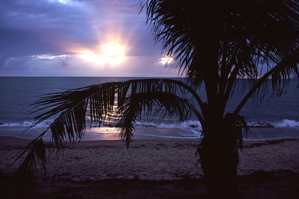 Palmenstrand im Sonnenaufgang - Foto, Druck, Poster, Leinwand