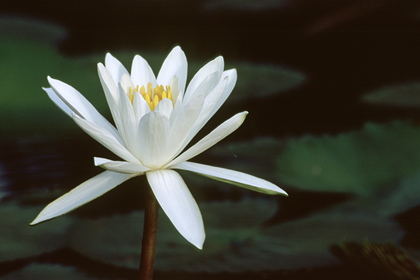 Seerose, Nymphaea - Foto, Druck, Poster, Leinwand