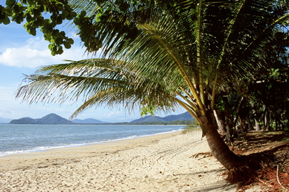Palmenstrand - Foto, Druck, Poster, Leinwand