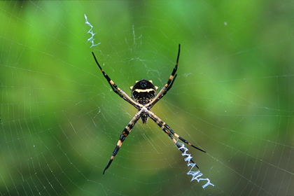 Spinne - Foto, Druck, Poster, Leinwand