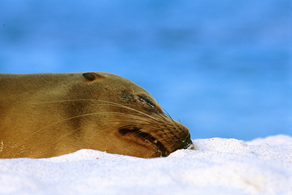 Seelöwe - Foto, Druck, Poster, Leinwand