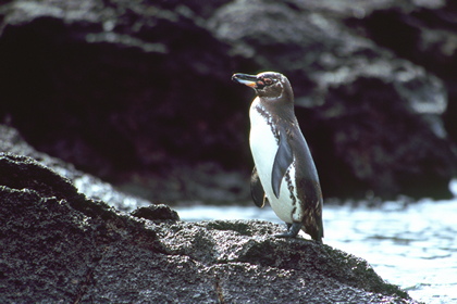 Galapagos-Pinguin - Foto, Druck, Poster, Leinwand