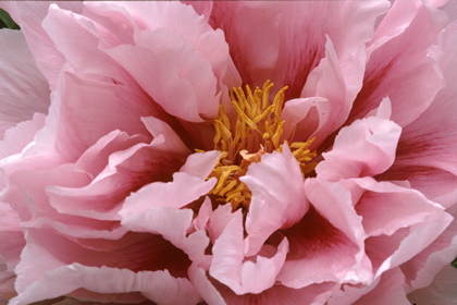 Pfingstrose, Paeonia - Foto, Druck, Poster, Leinwand