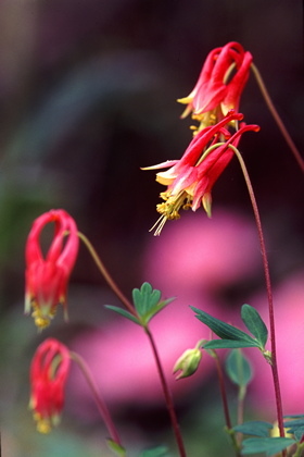 Akelei, Aquilegia canadensis - Foto, Druck, Poster, Leinwand