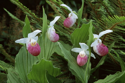 Frauenschuh, Cypripedium reginae - Foto, Druck, Poster, Leinwand