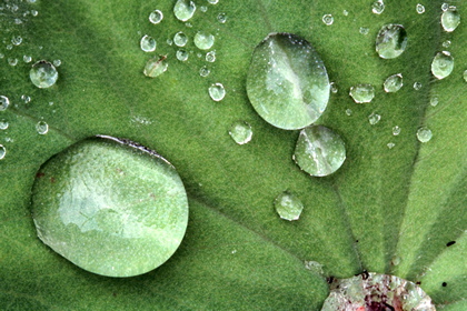 Wassertropfen auf Blatt - Foto, Druck, Poster, Leinwand