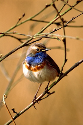Blaukehlchen - Foto, Druck, Poster, Leinwand