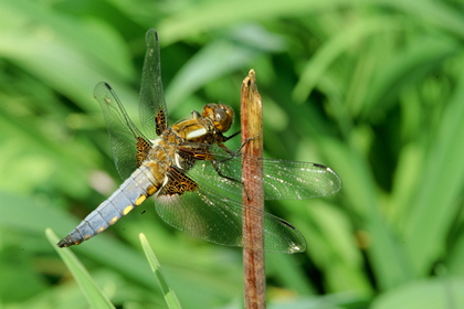 Libelle - Foto, Druck, Poster, Leinwand
