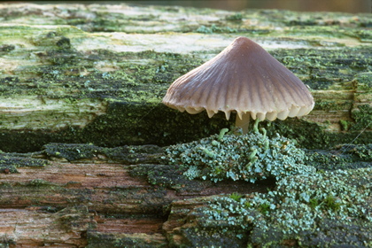 Pilz - Foto, Druck, Poster, Leinwand