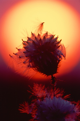 Samenstand im Sonnenuntergang - Foto, Druck, Poster, Leinwand
