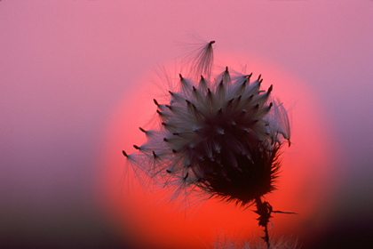 Samenstand im Sonnenuntergang - Foto, Druck, Poster, Leinwand