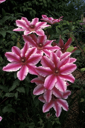 Clematis - Foto, Druck, Poster, Leinwand