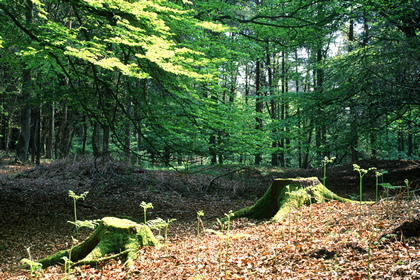 Laubwald - Foto, Druck, Poster, Leinwand