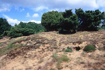Sandbewuchs - Foto, Druck, Poster, Leinwand