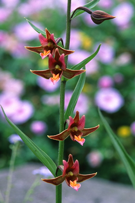 Epipactis sabine - Foto, Druck, Poster, Leinwand