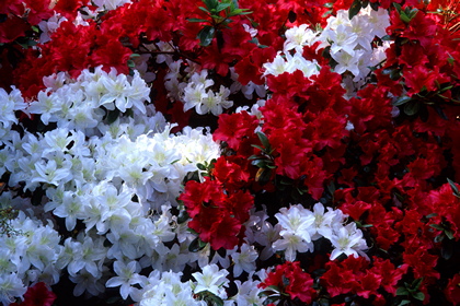 Azaleen, Azalea - Foto, Druck, Poster, Leinwand