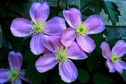 Clematis montana - Foto, Druck, Poster, Leinwand