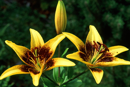 Lilie, Lilium - Foto, Druck, Poster, Leinwand