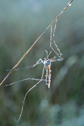 Schnake - Foto, Druck, Poster, Leinwand