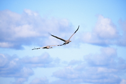 Kranichflug - Foto, Druck, Poster, Leinwand