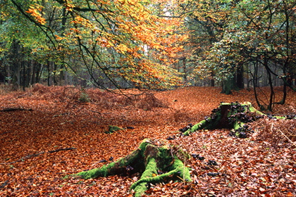 Herbstwald - Foto, Druck, Poster, Leinwand