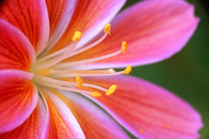 Bitterwurz, Lewisia - Foto, Druck, Poster, Leinwand