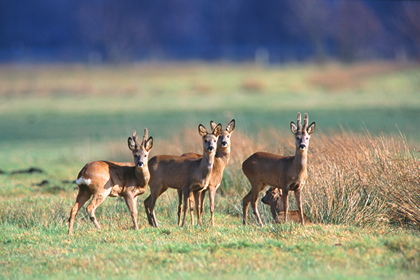 Rehe - Foto, Druck, Poster, Leinwand