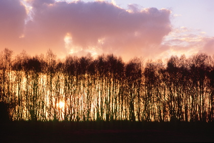 Baumreihe im Sonnenuntergang - Foto, Druck, Poster, Leinwand