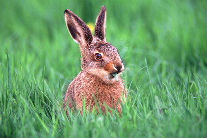 Hase - Foto, Druck, Poster, Leinwand