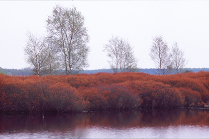 Moorsee - Foto, Druck, Poster, Leinwand