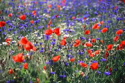 Blumenwiese - Foto, Druck, Poster, Leinwand