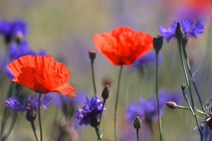Blumenwiese - Foto, Druck, Poster, Leinwand