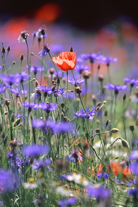 Blumenwiese - Foto, Druck, Poster, Leinwand