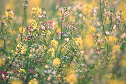 Blumenwiese - Foto, Druck, Poster, Leinwand