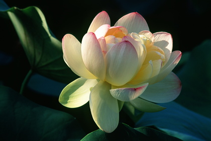 Lotus - Foto, Druck, Poster, Leinwand