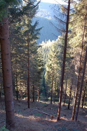 Fichtenwald - Foto, Druck, Poster, Leinwand