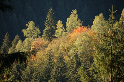 Herbstwald - Foto, Druck, Poster, Leinwand