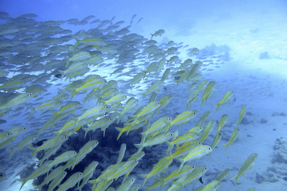 Fischschwarm - Foto, Druck, Poster, Leinwand