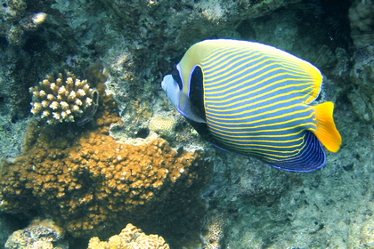 Imperator Kaiserfisch - Foto, Druck, Poster, Leinwand