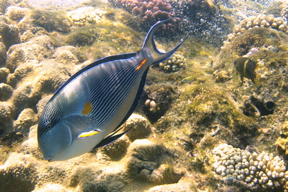 Rotmeer Doktorfisch - Foto, Druck, Poster, Leinwand