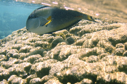 Rotmeer Doktorfisch - Foto, Druck, Poster, Leinwand