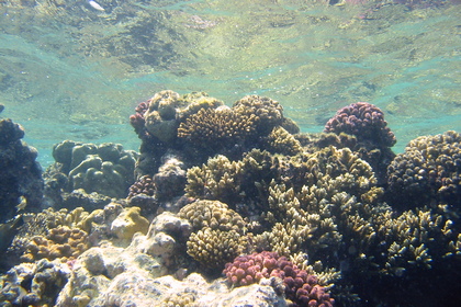 Korallenriff - Foto, Druck, Poster, Leinwand