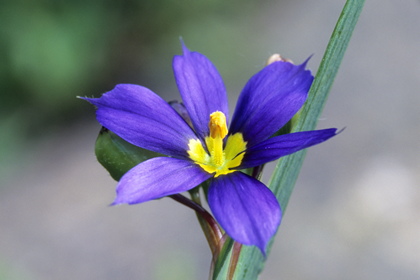 Sisyrinchium, Binsenlilie - Foto, Druck, Poster, Leinwand