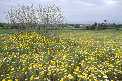 Blumenwiese - Foto, Druck, Poster, Leinwand