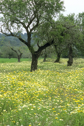 Wiese - Foto, Druck, Poster, Leinwand