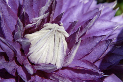 Clematis Blüte - Foto, Druck, Poster, Leinwand