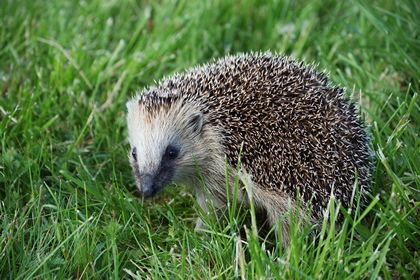 Igel - Foto, Druck, Poster, Leinwand