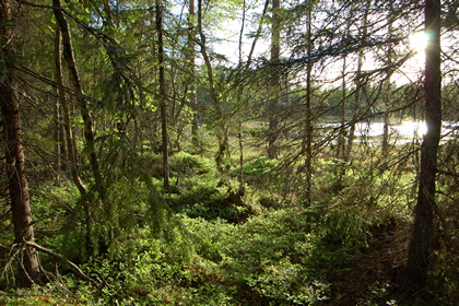 Waldsonne - Foto, Druck, Poster, Leinwand