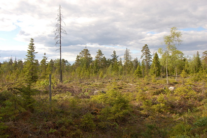 Taiga - Foto, Druck, Poster, Leinwand