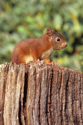Eichhörnchen - Foto, Druck, Poster, Leinwand